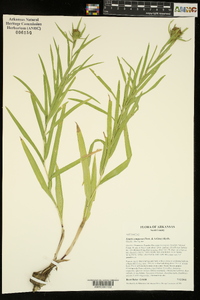 Liatris compacta image