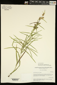 Liatris hirsuta image