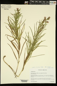 Liatris hirsuta image