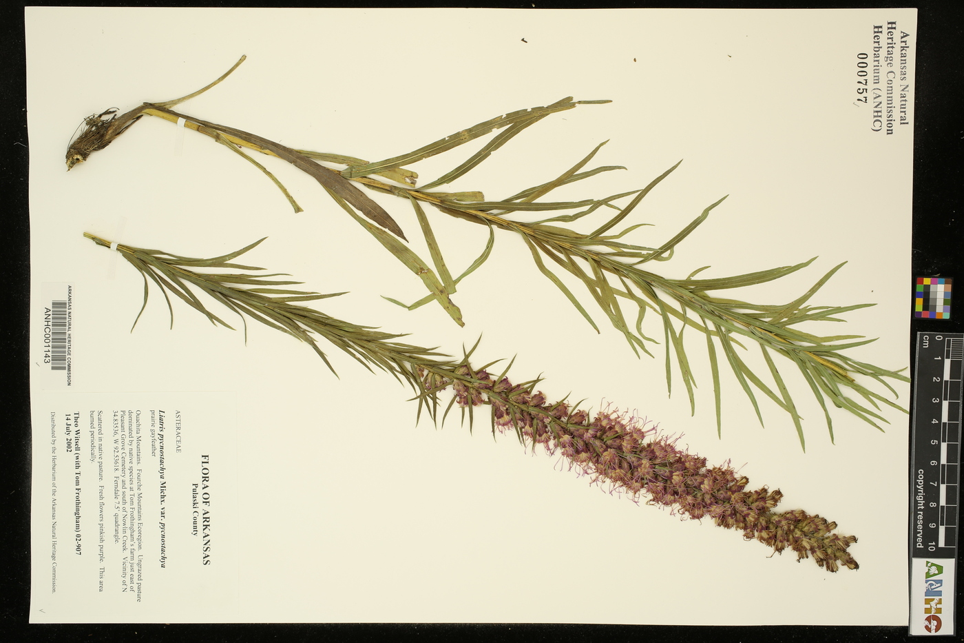 Liatris pycnostachya var. pycnostachya image