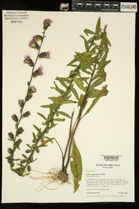 Liatris squarrulosa image