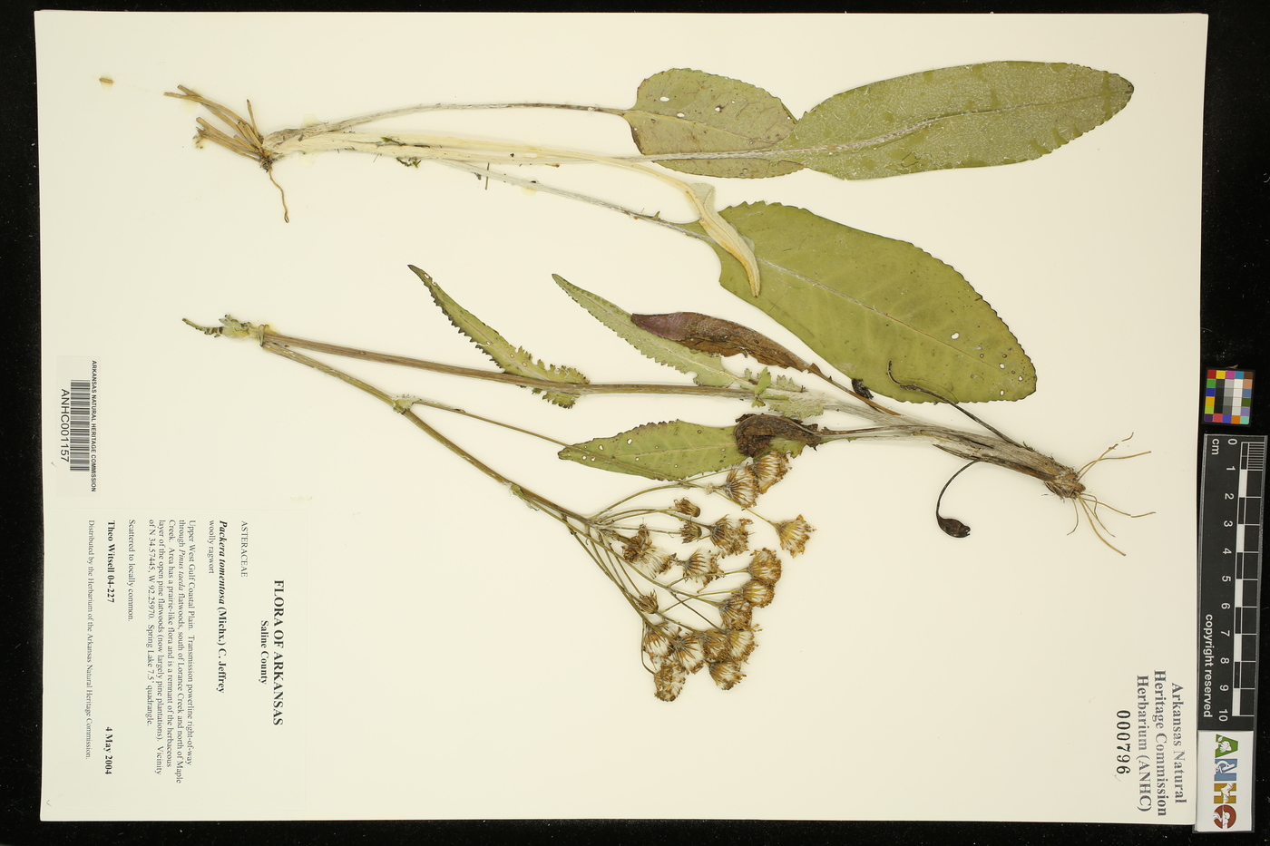 Packera tomentosa image