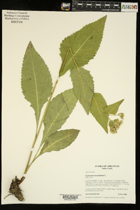 Parthenium integrifolium image