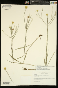 Pityopsis graminifolia image