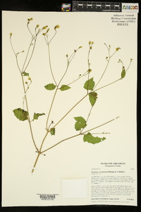 Polymnia cossatotensis image