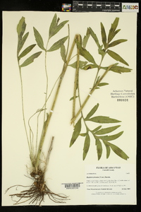 Ratibida pinnata image