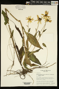 Rudbeckia fulgida var. umbrosa image