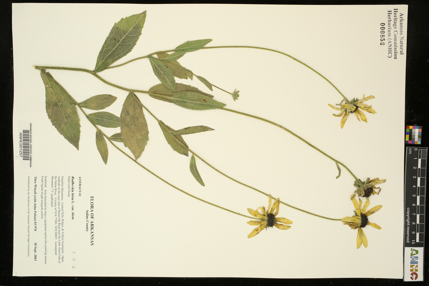 Rudbeckia hirta var. hirta image