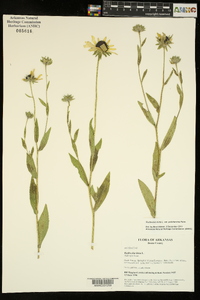 Rudbeckia hirta var. pulcherrima image