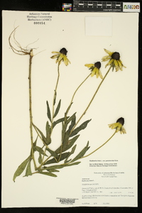 Rudbeckia hirta var. pulcherrima image