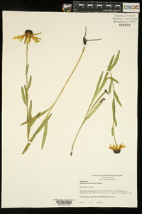 Rudbeckia missouriensis image