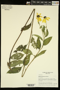 Rudbeckia subtomentosa image