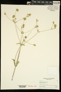 Silphium brachiatum image