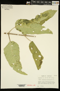 Silphium brachiatum image