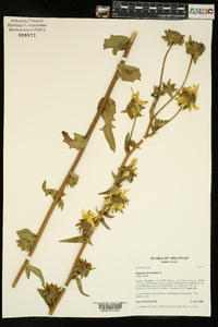 Silphium laciniatum image