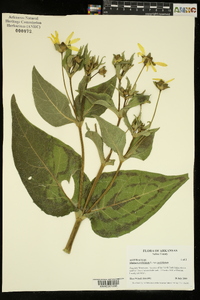 Silphium perfoliatum var. perfoliatum image