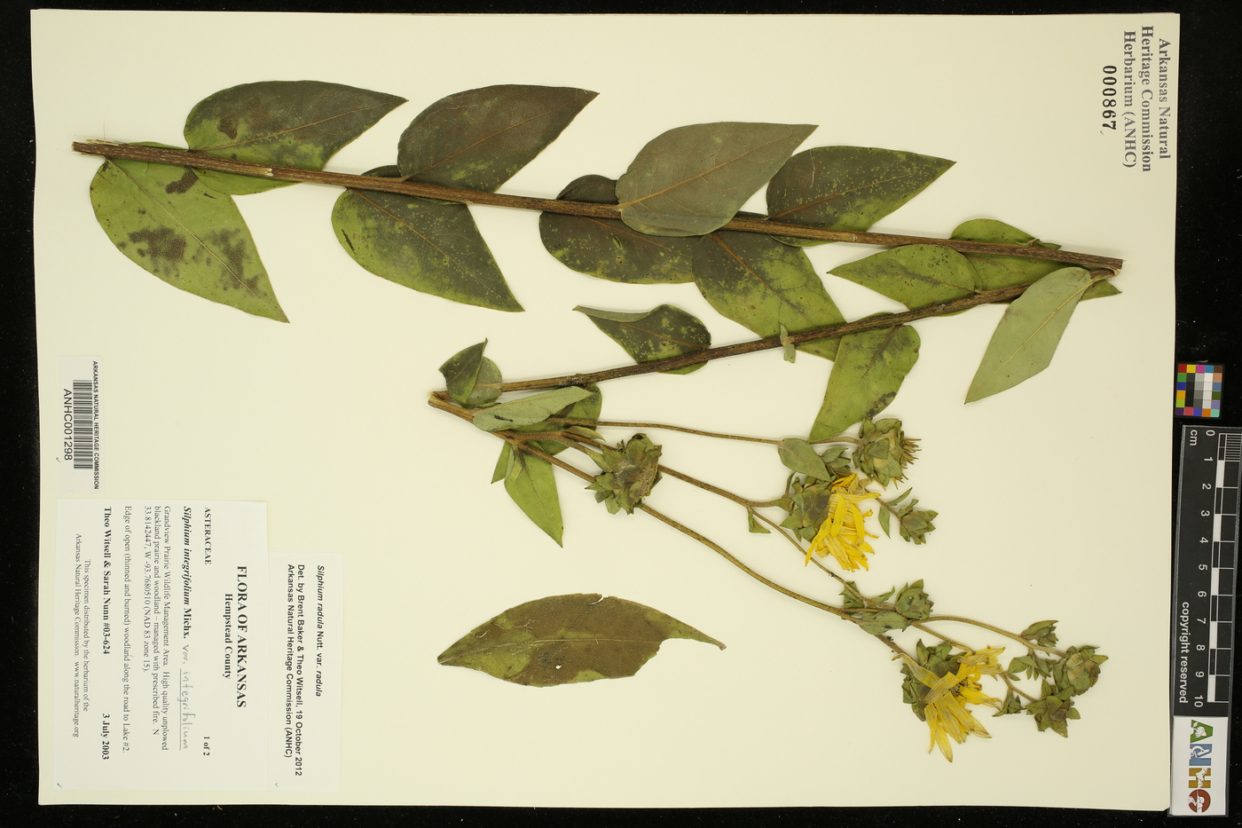 Silphium radula var. radula image