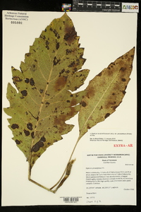 Silphium terebinthinaceum var. pinnatifidum image
