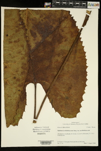 Silphium terebinthinaceum image