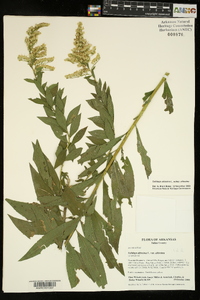 Solidago altissima subsp. altissima image