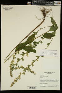 Solidago arguta var. boottii image