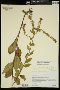 Solidago arguta var. boottii image