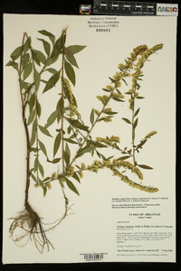 Solidago arguta var. boottii image