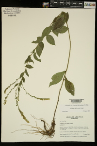 Solidago delicatula image