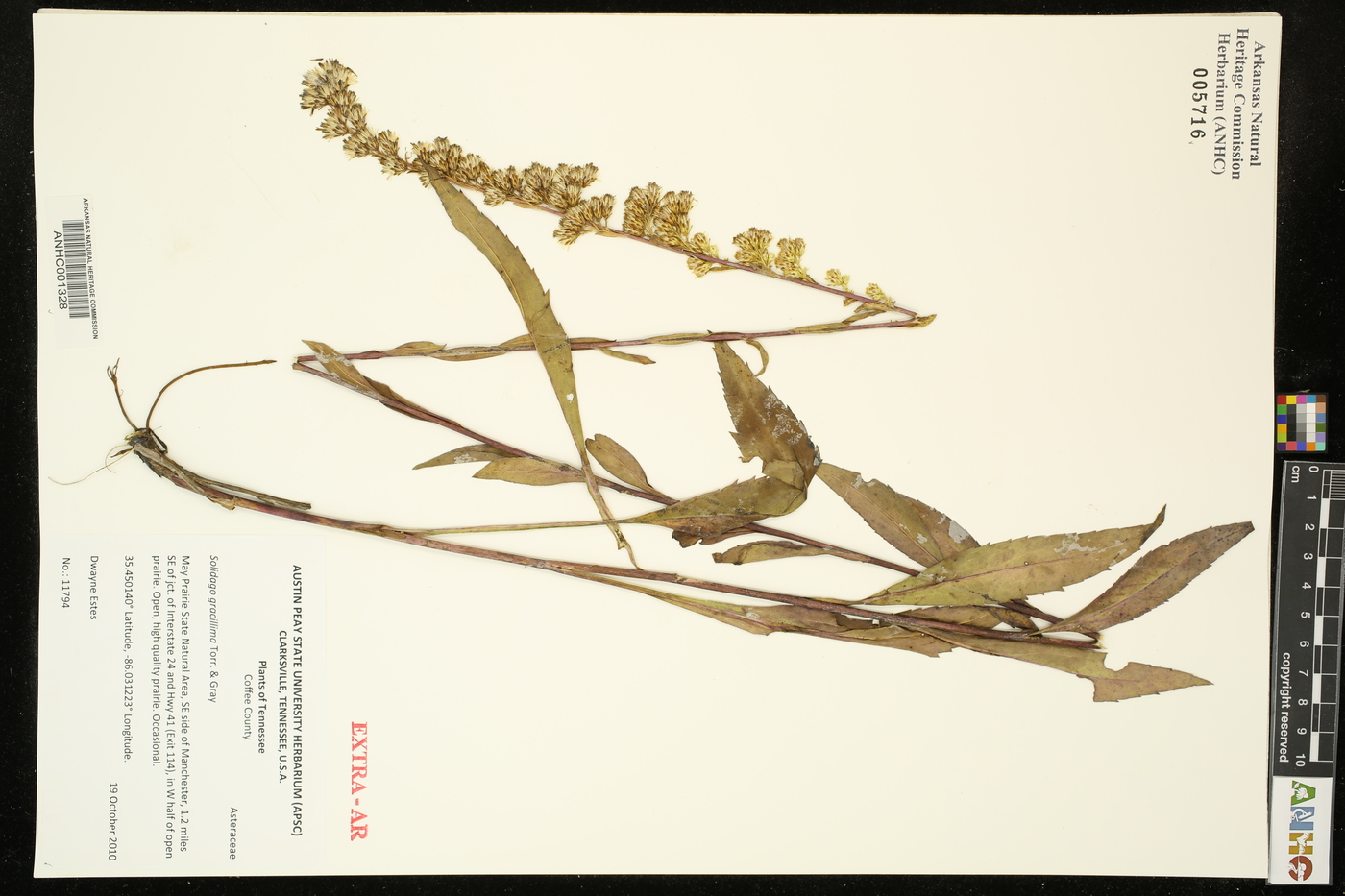 Solidago gracillima image