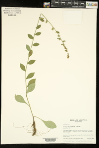 Solidago hispida image