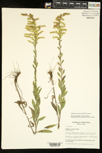 Solidago nemoralis subsp. nemoralis image