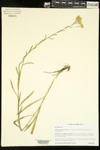 Solidago nitida image