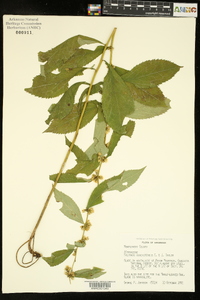 Solidago ouachitensis image