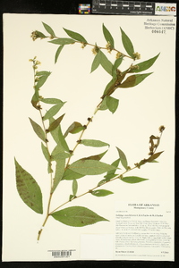 Solidago ouachitensis image