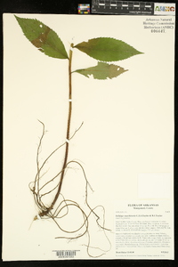 Solidago ouachitensis image