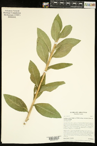 Solidago patula subsp. strictula image