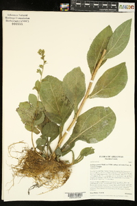 Solidago patula subsp. strictula image