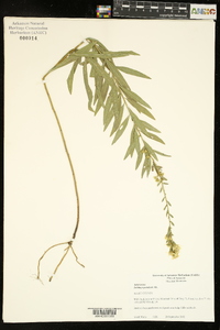 Solidago petiolaris image