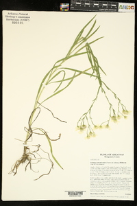 Solidago ptarmicoides image