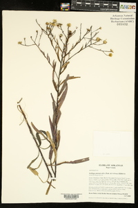 Solidago ptarmicoides image