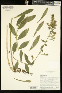 Solidago radula image