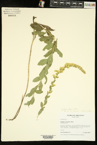 Solidago radula image