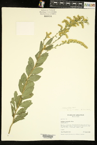 Solidago radula image