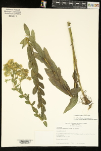 Solidago rigida image