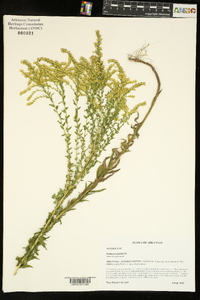 Solidago tortifolia image