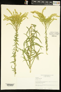 Solidago tortifolia image