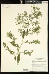 Symphyotrichum ontarionis image