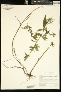 Symphyotrichum ontarionis var. ontarionis image