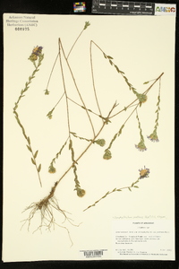 Symphyotrichum pratense image