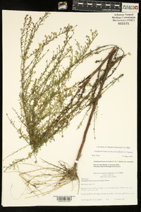 Symphyotrichum racemosum image